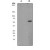 Western Blot: AKT1 [phospho Ser473] Antibody (EP2109Y) [NB100-79891] - Western blot analysis on 3T3 cell lysates using NB100-79891, 1:10,000 dilution. Cells were either (A) untreated or (B) treated with PDGF.